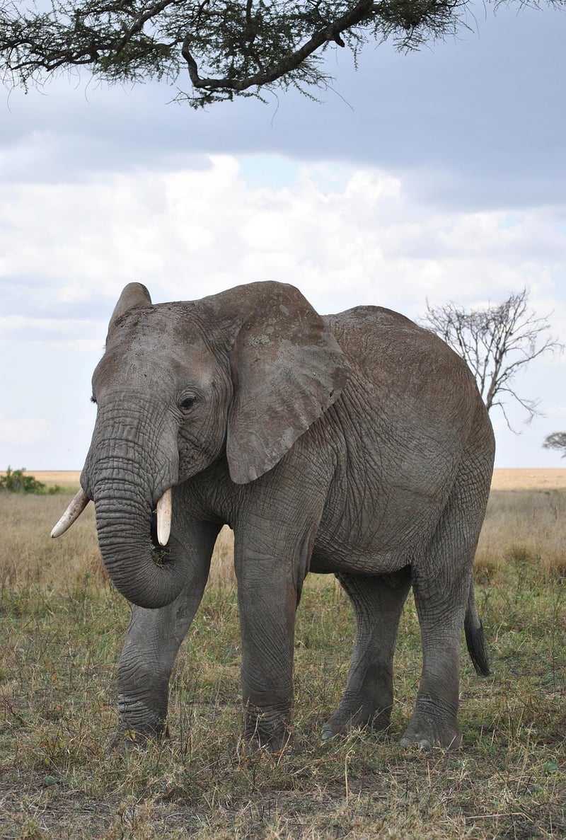 Serengeti Safari
